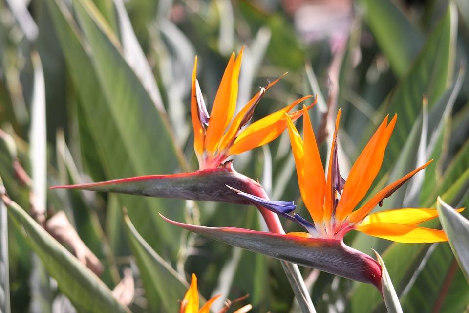  How to Identify and Deal with Root Rot in Bird of Paradise Plants 